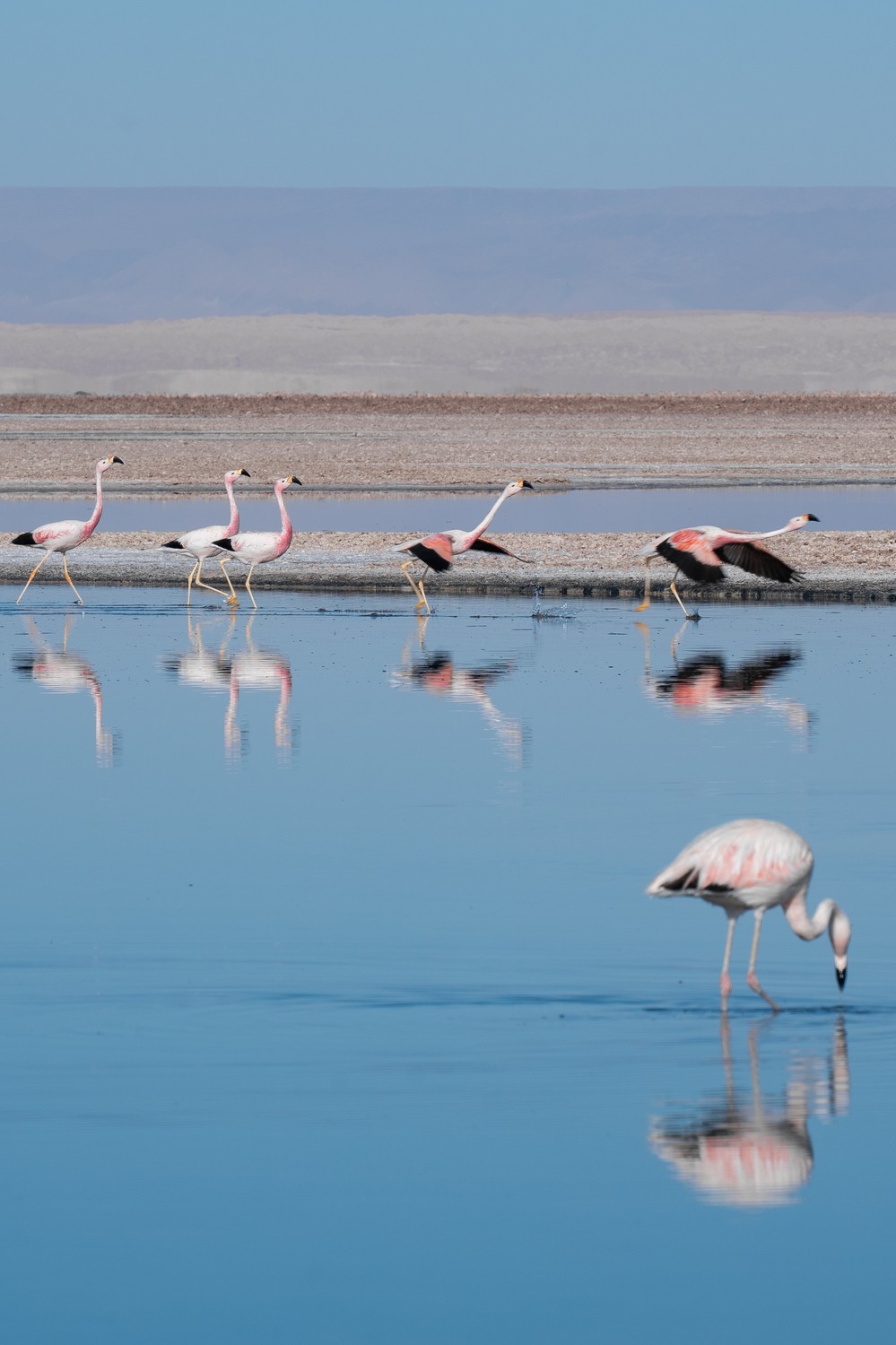 Reserva Nacional Los Flamencos